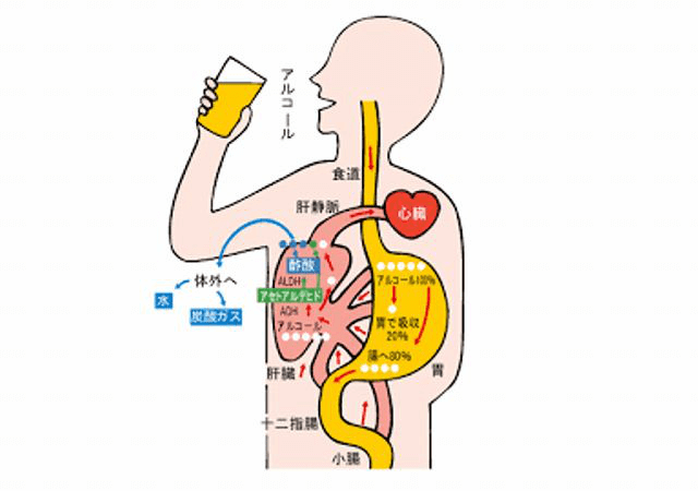 アルコール分解図