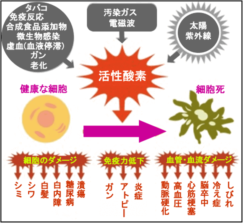 活性酸素の分布図