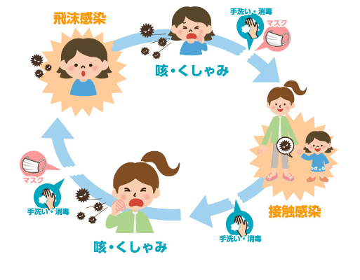 ウィルスの感染サイクル