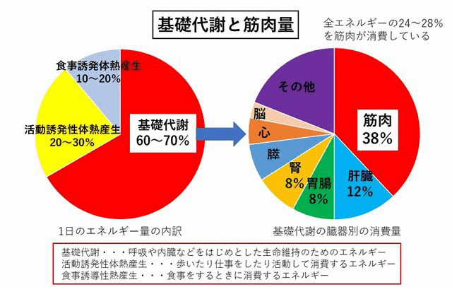 基礎代謝と筋肉量の円グラフ