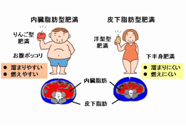皮下脂肪と内臓脂肪の予防対策
